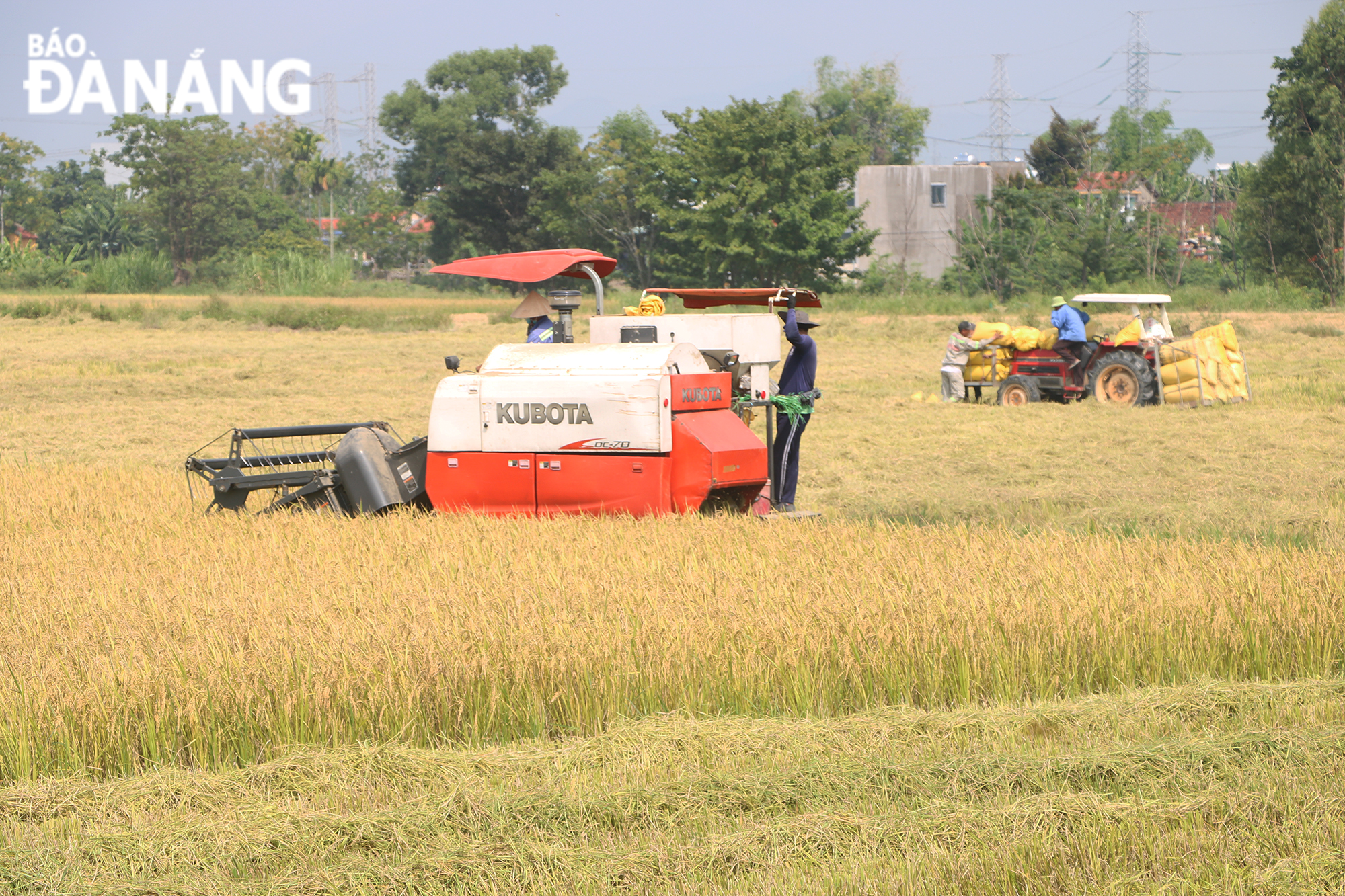 Khẩn trương thu hoạch lúa vụ hè thu năm 2022