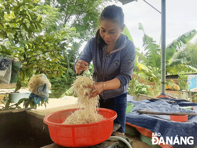 Hoa Nhon mung means sprout is one of the products recognised as a collective brand in early 2022. Here is Ms. Dang Thi Tuoi, one of the participants in making Hoa Nhon mung means sprout in Phu Hoa 2 village, Hoa Nhon Commune, Hoa Vang District). Photo: HOANG LINH