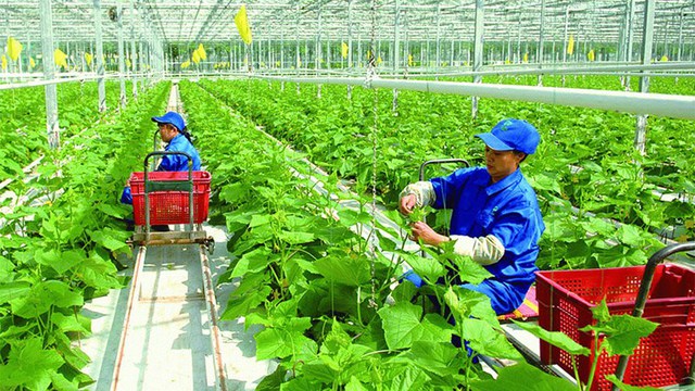 View of a low-carbon farm in the northern province of Hà Nam. The Government has implemented many policies to promote green agriculture with an aim to help Vietnamese products raise competitiveness in the global market in general and in the UK in particular. Photo baochinhphu.vn