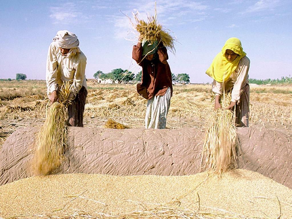 Các thách thức toàn cầu đã khiến cuộc khủng hoảng lương thực ngày càng lớn.  TRONG ẢNH: Nông dân châu Á đang thu hoạch lúa. Ảnh minh họa:  World Bank