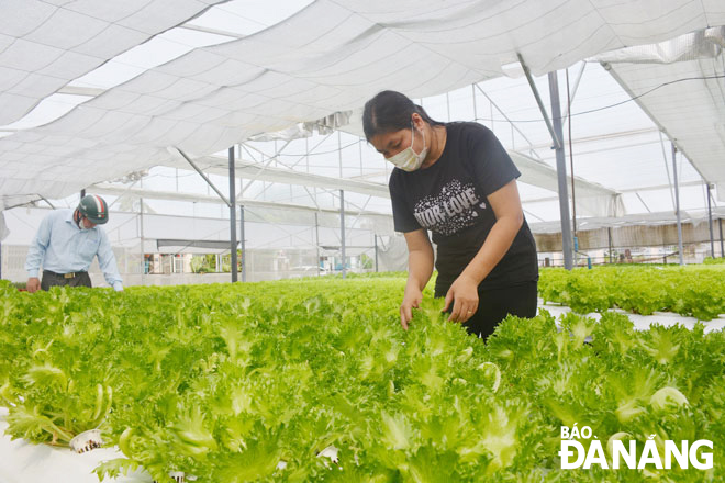 Model of hydroponic vegetable cultivation in Hoa Phat Ward, Cam Le District. Photo: P.V