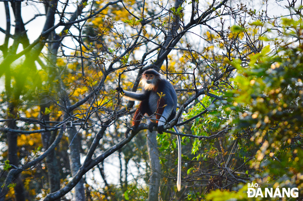 Brown-shanked douc langurs are considered “Queen of primates” and iconic mascot of the peninsular