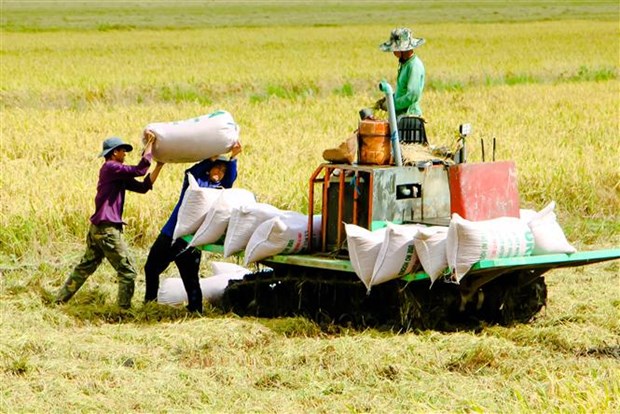 Thu hoạch lúa ở quận Ô Môn, thành phố Cần Thơ. Ảnh: Thanh Liêm/TTXVN