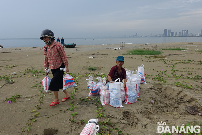 Người dân phường Thọ Quang (quận Sơn Trà) xuống bãi biển xúc cát để giằng chống mái nhà.
