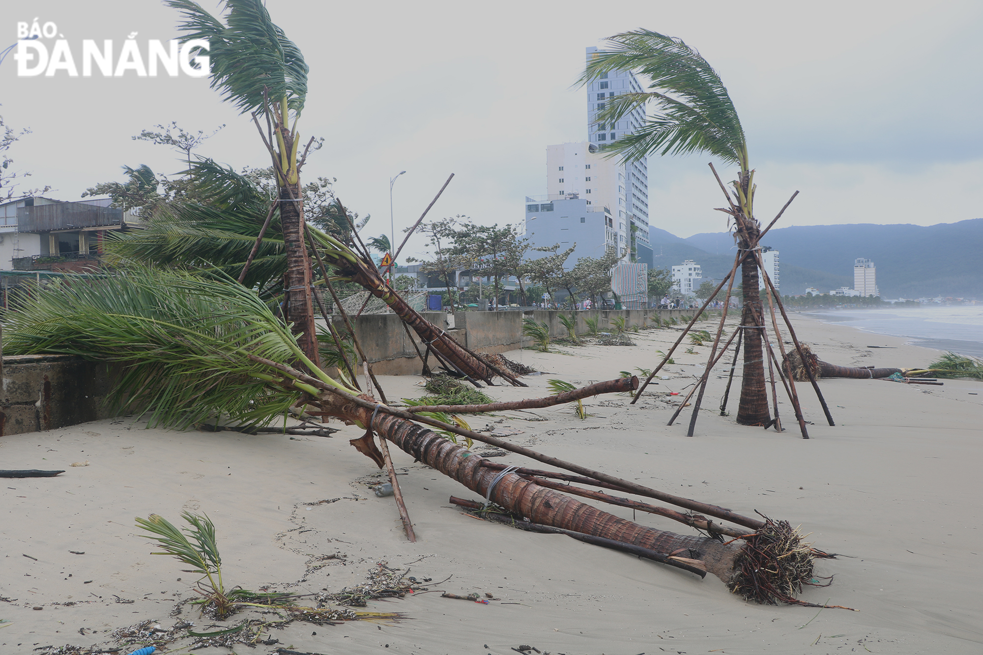 Rows of coconut trees were eroded by sea water and uprooted on the Man Thai Beach. Photo: VAN HOANG