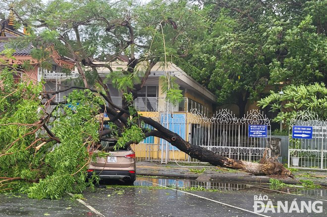 A tree falling on a car during the storm near the Da Nang Museum of Cham Sculpture on the September 2 Street. Photo: HOANG HIEP