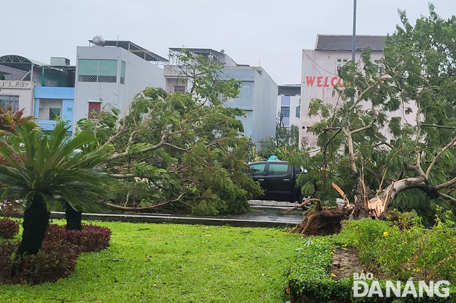 An uprooted tree during the storm on the April 30 Street. Photo: HOANG HIEP