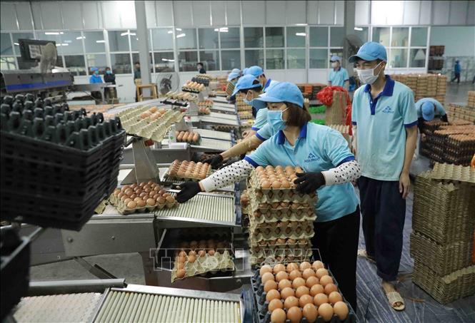 Mỗi ngày, Nhà máy xử lý trứng Hoà Phát ở Đồng Lương, huyện Cẩm Khê, tỉnh Phú Thọ cung cấp cho thị trưởng 800.000 quả trứng gà đảm bảo chất lượng, tạo việc làm cho hơn 300 lao động tại địa phương, thu nhập bình quân 8 triệu đồng/người/tháng. Ảnh tư liệu: Vũ Sinh/TTXVN
