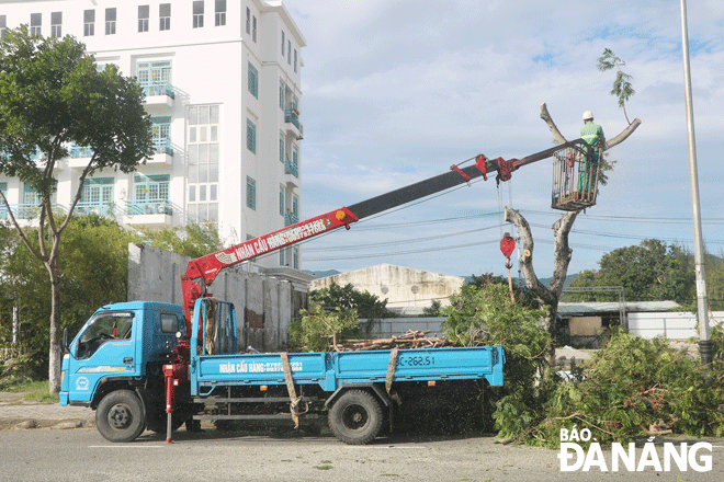 Công ty Công viên - Cây xanh Đà Nẵng đang khẩn trương rà soát, thống kê và khôi phục cảnh quan cây xanh. Ảnh: VĂN HOÀNG