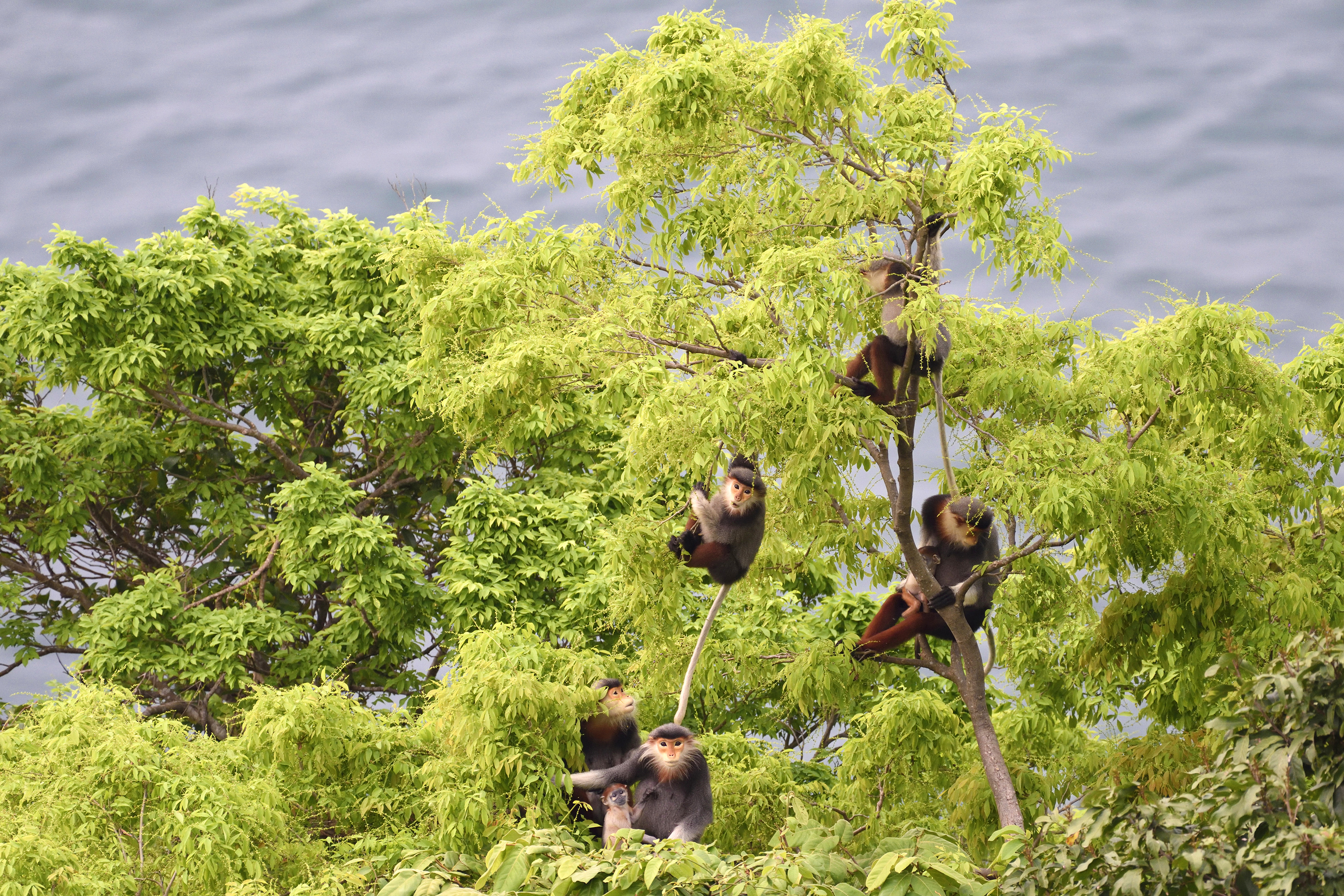 The Son Tra Peninsula boasts high biodiversity and unique ecosystem. Here are red-shanked douc langurs that are dubbed as ‘the queen of primates’ living on the peninsula. (Photo courtesy of GreenViet)