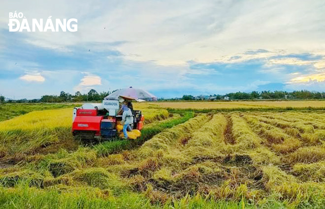 Thu hoạch lúa trên cánh đồng Quang Châu, xã Hòa Châu, huyện Hòa Vang. Ảnh: NHƯ HẠNH