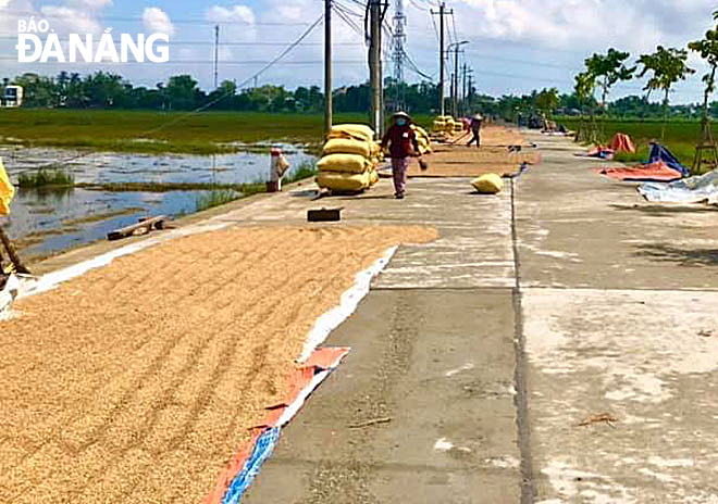 Đường bê-tông liên thôn Quang Châu - Giáng Đông nhiều khi được người dân “trưng dụng” để phơi lúa.  Ảnh: NHƯ HẠNH