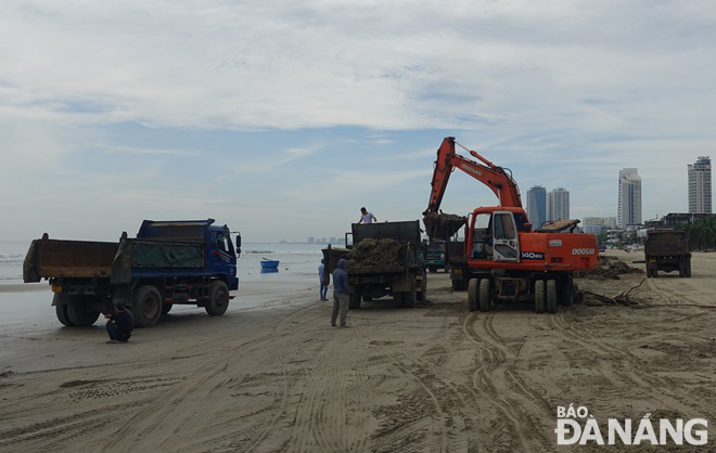  The Da Nang Urban Environment JSC continues to mobilise motor vehicles to collect duckweed and garbage that are parked on tourist beaches.