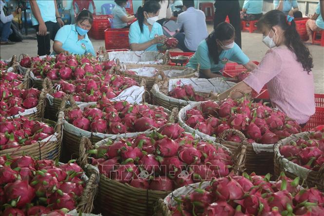 Phân loại thanh long xuất khẩu tại huyện Chợ Gạo. Ảnh: Minh Trí/TTXVN