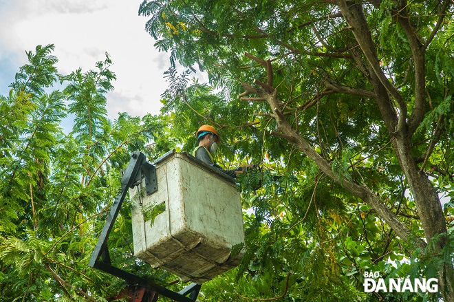 Lực lượng cắt tỉa cây xanh trên địa bàn quận Liên Chiểu đang tất bật triển khai các phương án bảo đảm an toàn cây xanh. 