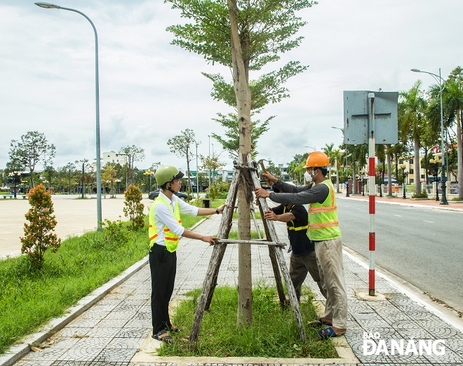 The reinforcement of trees with wood sticks is continuously conducted by functional forces in the city