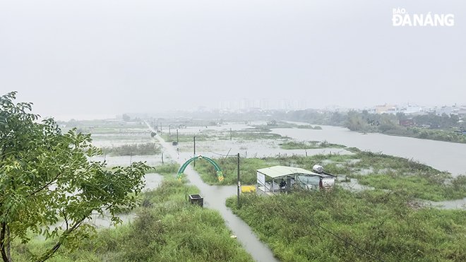 Torrential rain causes flooding  in the La Huong organic vegetable production area in Hoa Tho Dong Ward, Cam Le District.