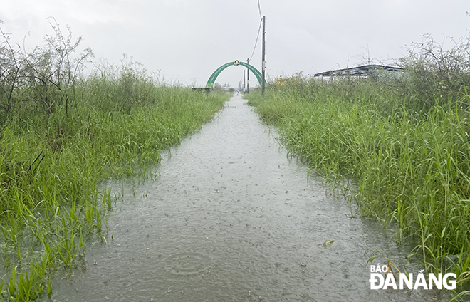 As recorded until 11:00 am this morning, the entrance to the vegetable vegetable production area was completely flooded. Photo: QUOC CUONG