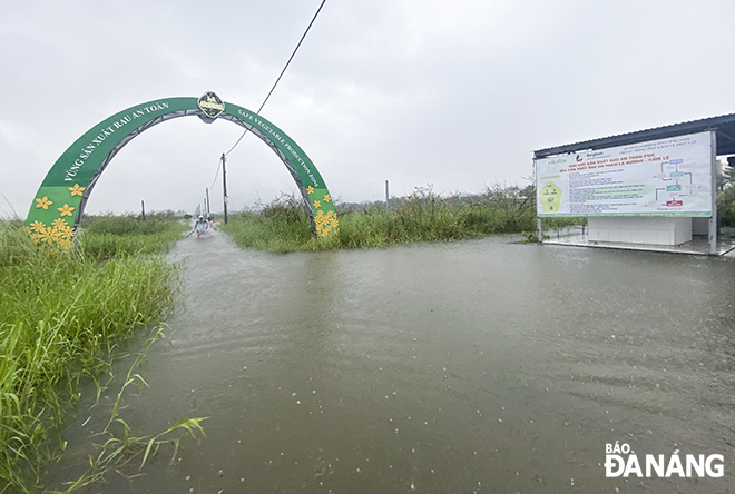 The water level in the La Huong vegetable production area is quite deep. Photo: QUOC CUONG