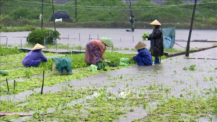 Nông dân xã Bình Ngọc (thành phố Tuy Hòa, Phú Yên) khẩn trương thu hoạch rau bị ngập úng. Ảnh:  TTXVN