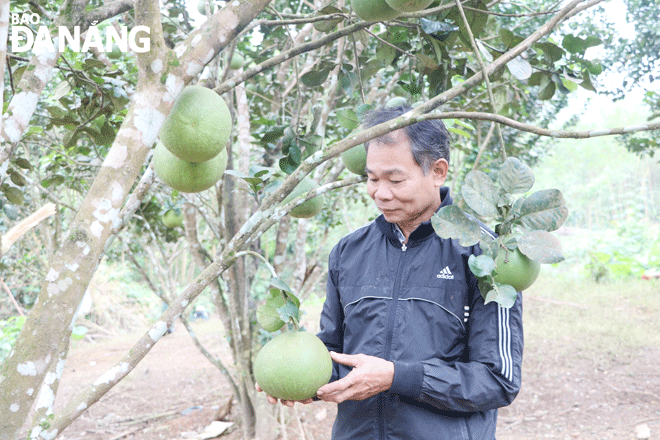 Mô hình trồng bưởi da xanh mang lại thu nhập ổn định cho người dân xã Hòa Ninh, huyện Hòa Vang.  Trong ảnh: Ông Đặng Văn Nhân (thôn Đông Sơn, xã Hòa Ninh) kiểm tra vườn bưởi.  Ảnh: VĂN HOÀNG