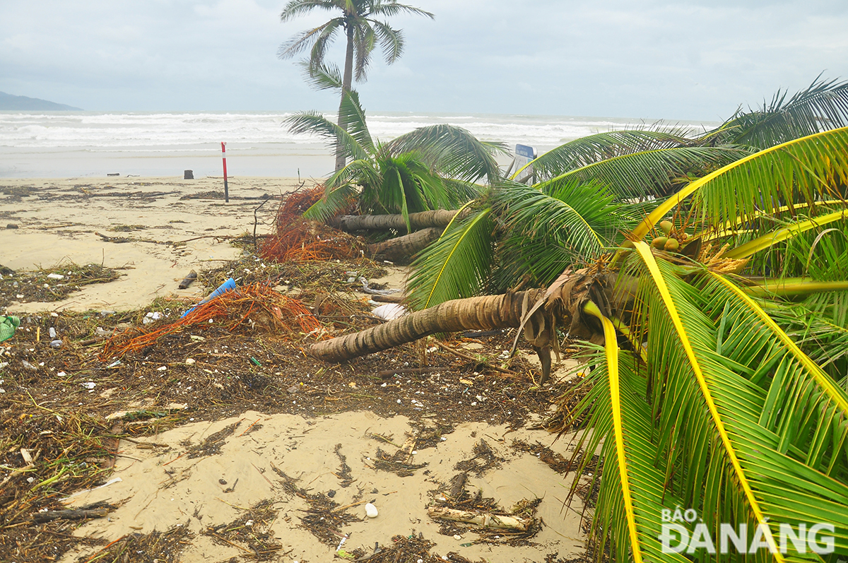 Coconut trees were knocked down by the waves. Photo: THANH LAN