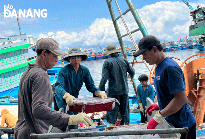 In the first nine months of 2022, 11,621 ships berthed at the Tho Quang Fishing Port, and the total volume of cargo transported through the port reached 49,608 tonnes, up 13.34% over the same period in 2021. 