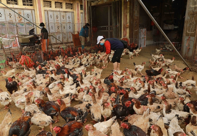 Phú Thọ Province has taken measures to monitor and detect suspected cases infected with avian influenza after a girl was positive for the A (H5) virus in the province. VNA/VNS Photo