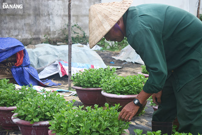 Anh Nguyễn Quang Sơn (chủ vườn hoa trên đường 30-4) đang ngắt những cây yếu.