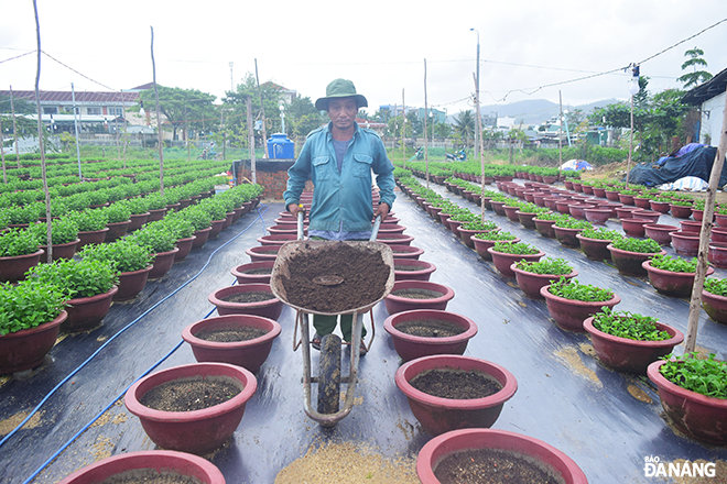 Ông Nguyễn Quang Trường (chủ vườn hoa tại phường Thanh Khê Tây) đang chuẩn bị đất để trồng thêm hoa vạn thọ.