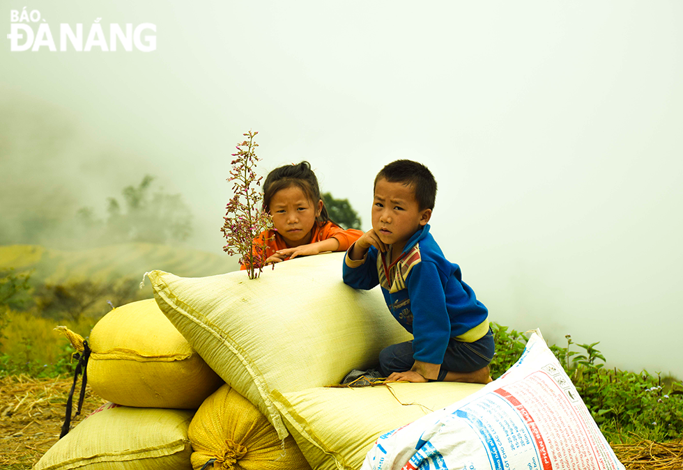Trẻ em trông lúa cho bố mẹ sau khi đã thu hoạch ở huyện Bát Xát, Lào Cai.