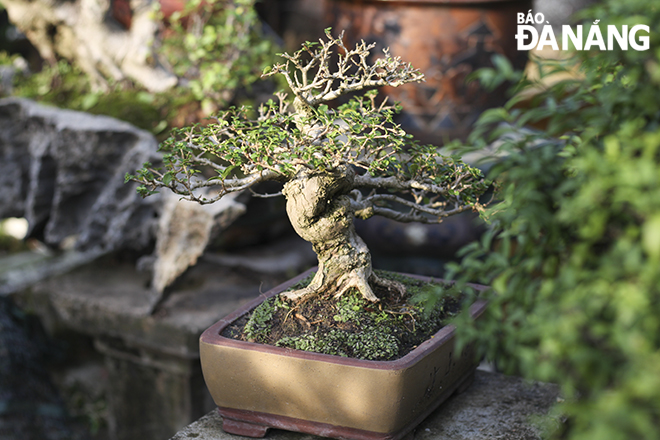 Cây Sam Hương, loại Bonsai rất được yêu chuộng trong vuờn của anh Nguyễn Văn Chánh.