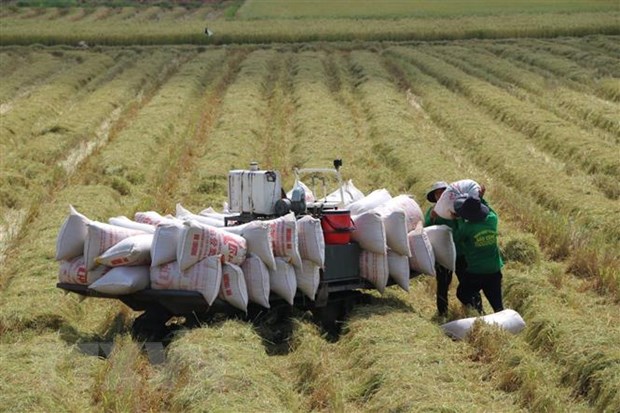 Đề xuất sửa đổi Nghị định107/2018/NĐ-CP về kinh doanh xuất khẩu gạo