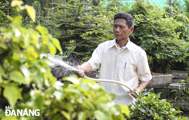 Mr. Pham Ngoc, Vice Chairman of the Da Nang Bonsai Association, every day takes time to relax in his garden.