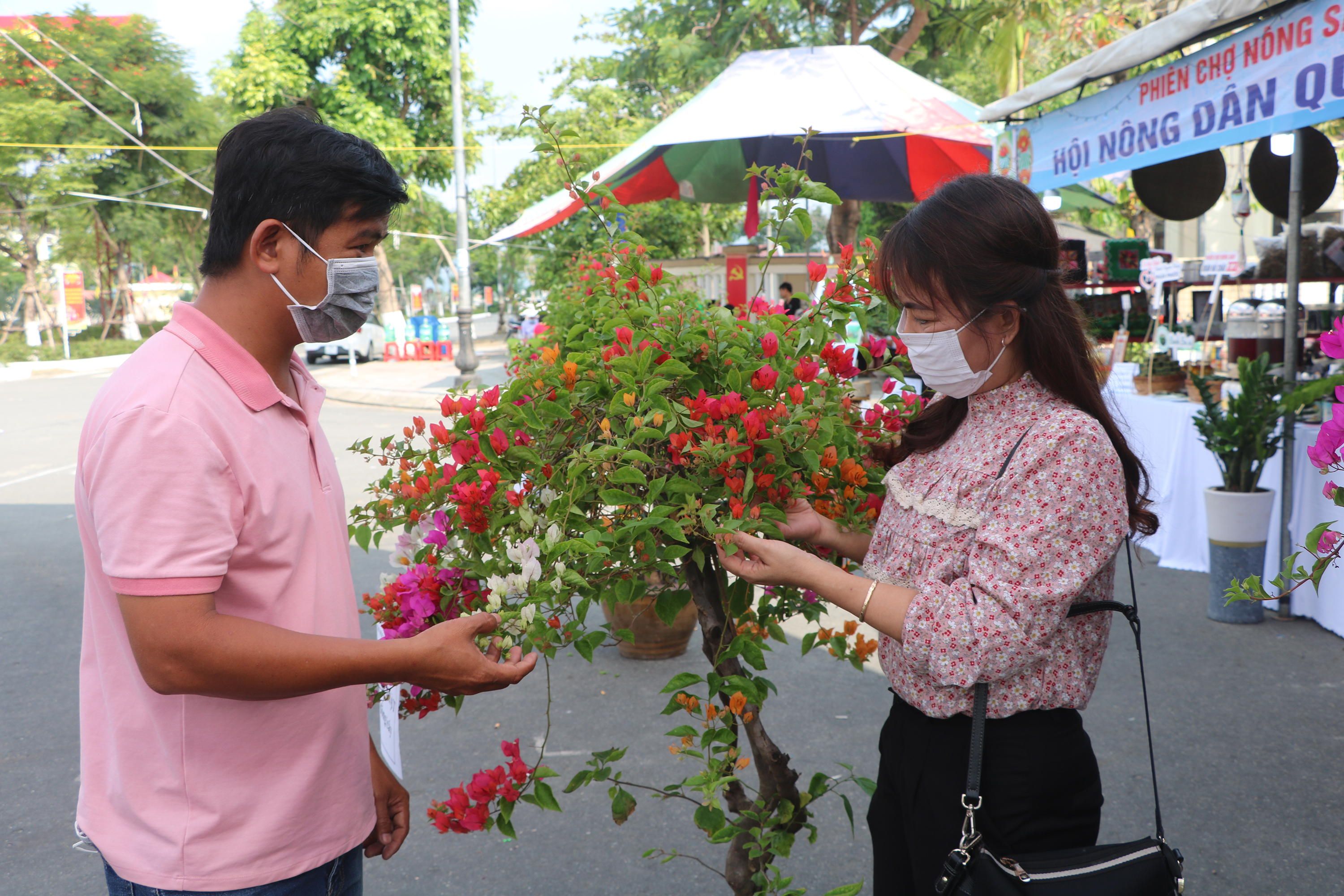 Many urban agricultural products bring economic efficiency and improve farmers' income. In the photo: The model of planting seven-color bougainvillea is developed by farmers in Cam Le District. Photo: VAN HOANG