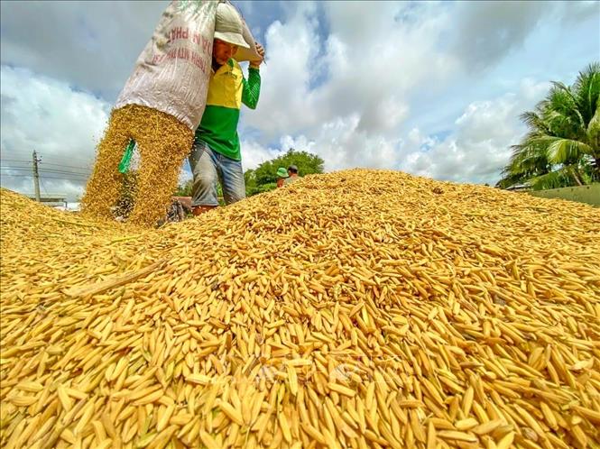 Thu hoạch lúa tại Cần Thơ. Ảnh tư liệu: Thanh Liêm/TTXVN