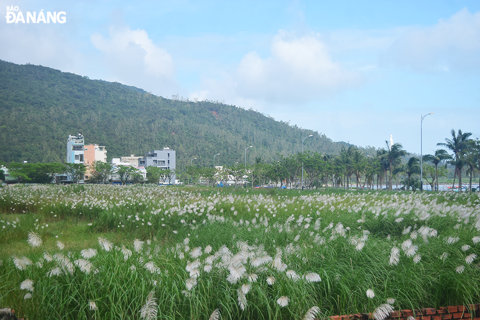 A field of blooming white reeds at the end of Hoang Sa Street in Tho Quang Ward