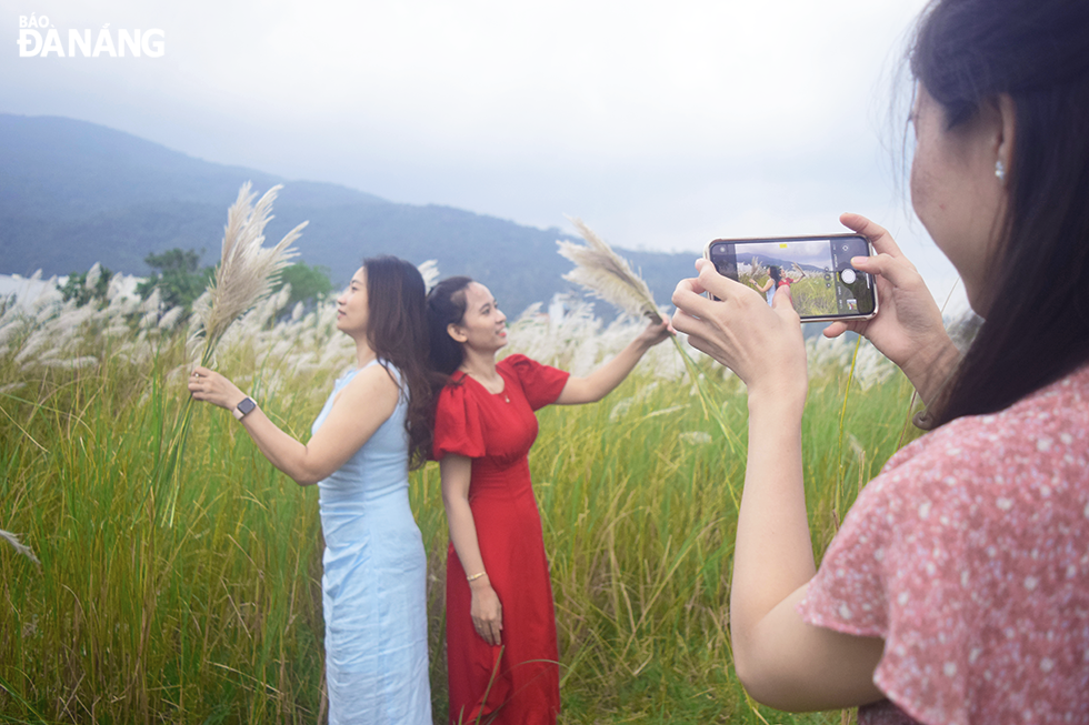 Mrs. Vo Thi Thanh Tai (first, left) and her friends are excited to take souvenir photos with ravishing white reeds 