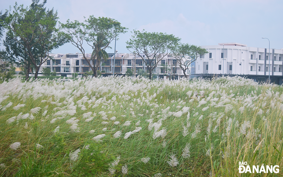 A corner of the field of white reeds at the foot of Thuan Phuoc Bridge in Nai Hien Dong Ward