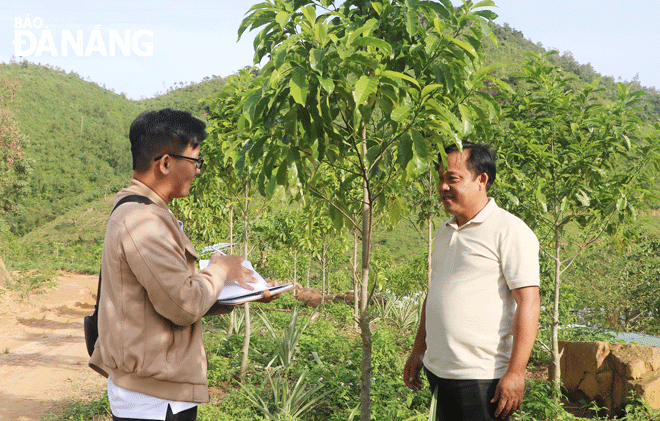 Ông Nguyễn Hữu Hoàng, trú xã Hòa Liên, huyện Hòa Vang (bên phải) đang giới thiệu về mô hình trồng rừng nguyên liệu gỗ lớn. Ảnh: VĂN HOÀNG