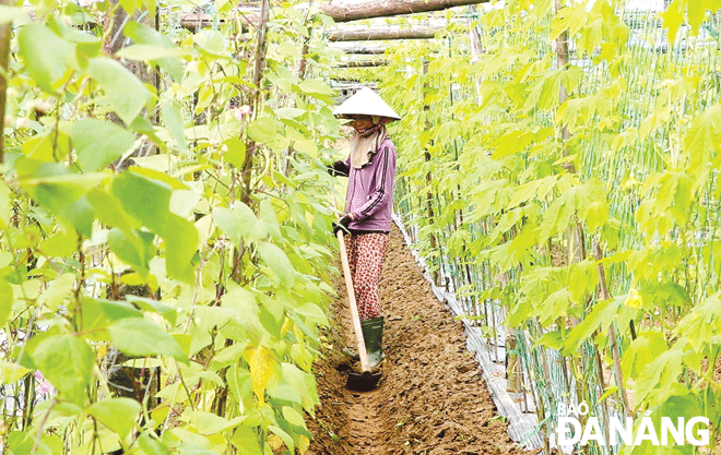 It is forecasted that there will be abundance of vegetables for the Tet market. IN PHOTO: A farmer is seen working in the Tuy Loan safe vegetable area in Hoa Phong Commune, Hoa Vang District. Photo: VAN HOANG