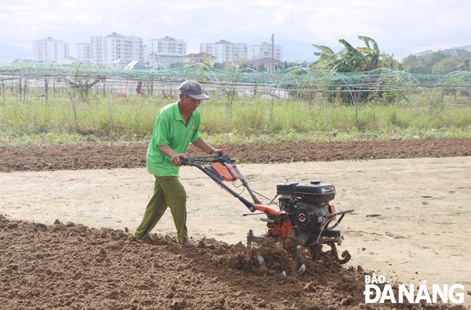 Farmers citywide are boosting production with a focus on fertilizing vegetables. IN THE PHOTO: Senior farmer Phan Ngoc Phu in the La Huong safe vegetable production area is plowing the land to plant Tet vegetables. Photo: VAN HOANG