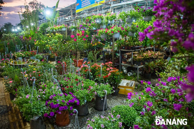 Các hộ kinh doanh hoa, cây cảnh tại đường Lê Đại Hành (quận Cẩm Lệ) tất bật nhập khẩu hoa để phục vụ cho dịp Tết Nguyên đán Quý Mão 2023.