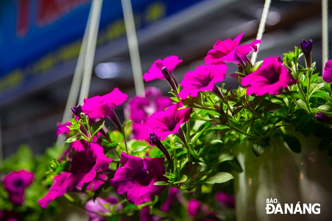 Hoa được các hộ kinh doanh hoa ở đường Lê Đại Hành (quận Cẩm Lệ) chăm sóc, tưới nước theo chế độ để bảo đảm độ tươi tốt của hoa.