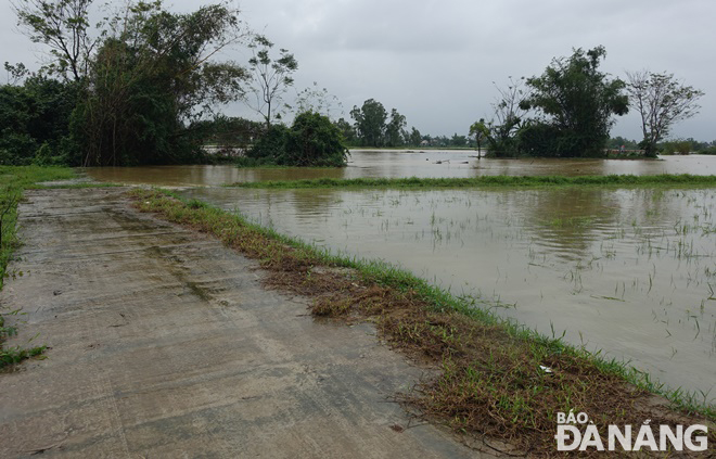 Some low-lying paddy fields have been inundated