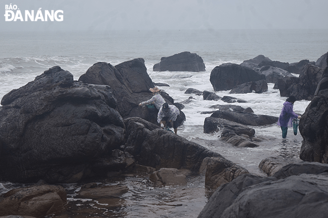 Around 5:00 am, many people are seen gathering at the Nam O cliffs to start scraping seaweed (locally called jam). At the beginning of the harvesting season, some residents get up at around 2:00am to start collecting seaweed .