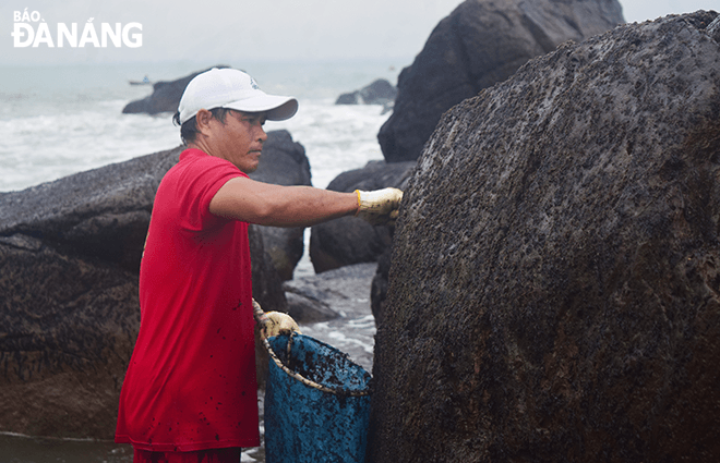 The seaweed harvest lasts from the 10th to 12th lunar months. At the beginning of the season, long seaweed can be sold at the price of VND200,000/kg. Meanwhile, short seaweed can be offered at the price of VND150,000/kg at the end of the season.