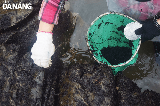 Each harvester carries a set of equipment to collect the seaweed, consisting of a plastic rackets, gloves, carrying bags, a flashlight, and tin scrapers.