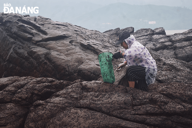 Mrs. Nguyen Thi Thuan, 63, who has experience in seaweed collection, said that the career brings good income but it comes with danger.   “The rocks are very slippery, if you are not careful or inexperienced, you can slip at any time. Not to mention when the waves surge, if you can't run in time, you'll be swept away immediately