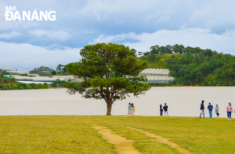 Cây thông cô đơn - một thắng cảnh nổi tiếng của Đà Lạt nằm bên hồ Suối Vàng.